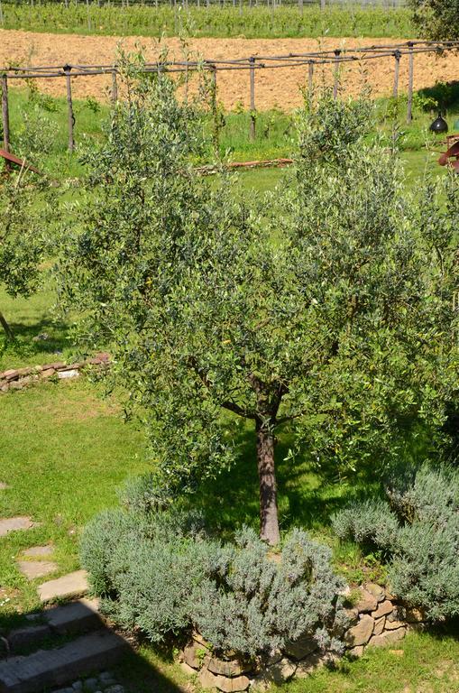 Agriturismo Al Podere Di Rosa Lucques Extérieur photo